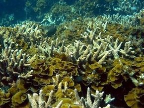 'Lucky escape' for Australian coral reef