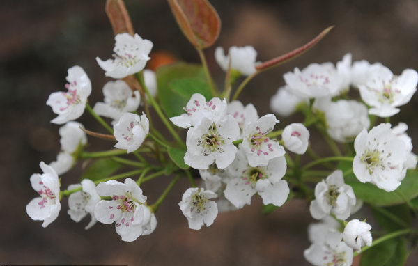 Chongqing to boost agricultural tourism