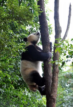 Home of panda: Ya'an Panda Base