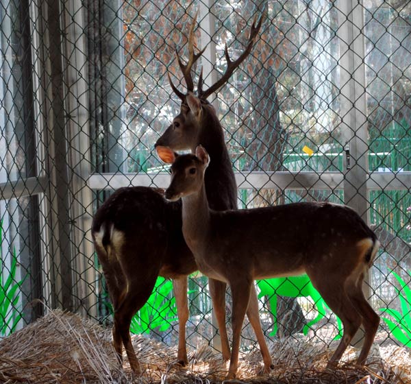 Taiwan's warm and fuzzy gifts