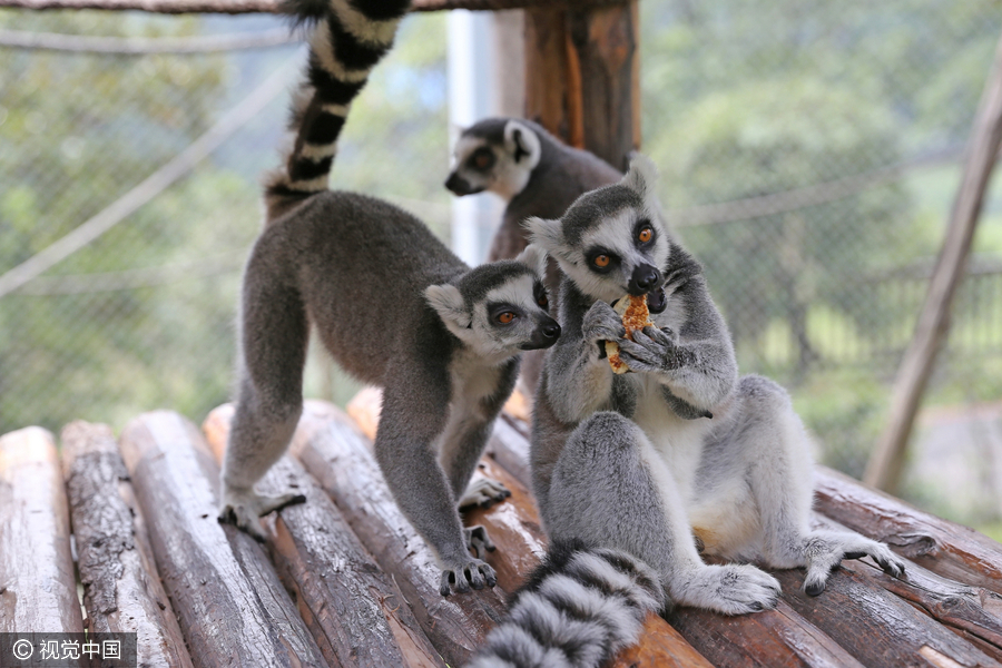 Cute animals share a bite of mooncake festival