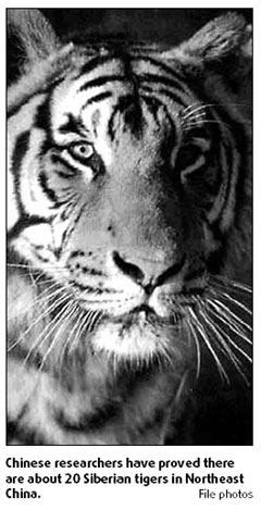 Why Dong has an eye for the tiger