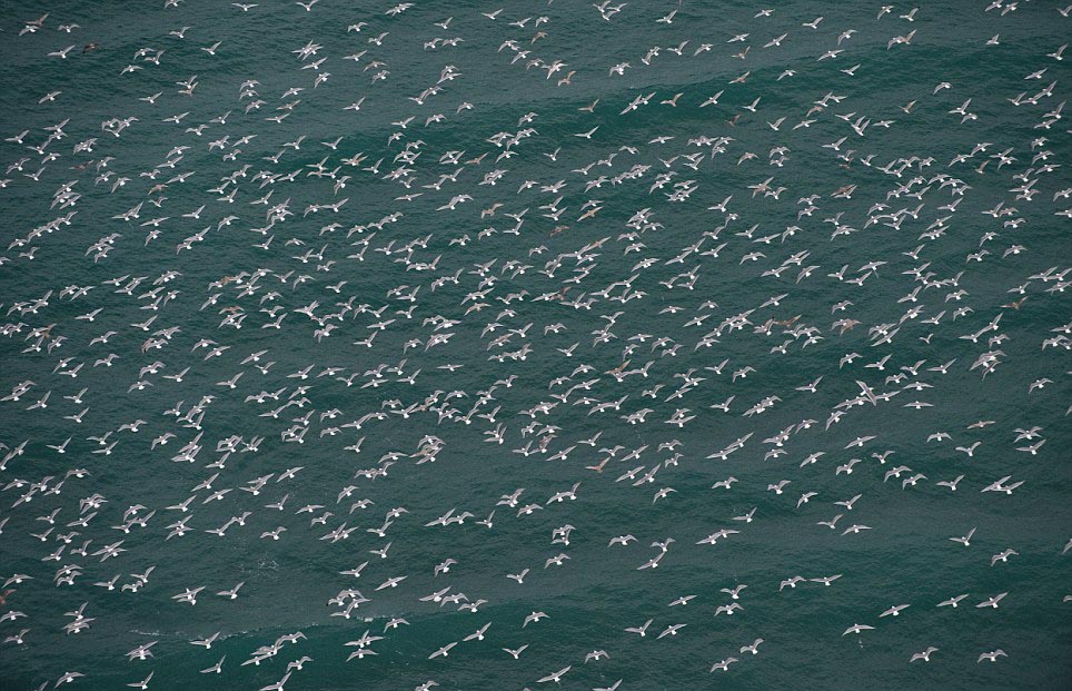 Thousands of seagulls fly in unison