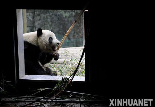 熊貓泰山的隔離檢疫生活