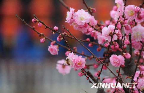 全國(guó)各地鬧新春 迎元宵