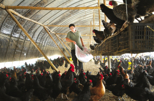 大學生村官郭帥阮江南創業中收獲愛情（組圖）