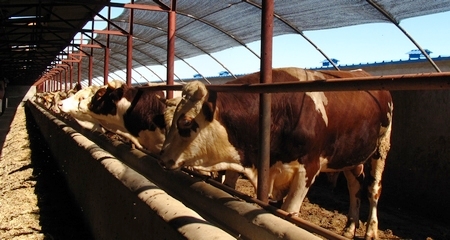 遠(yuǎn)近聞名的“黃牛之鄉(xiāng)”——科左后旗