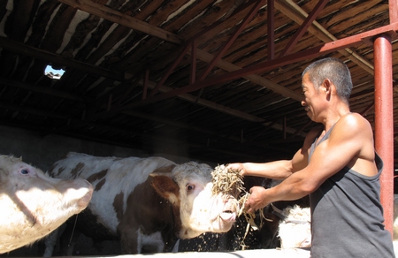 遠(yuǎn)近聞名的“黃牛之鄉(xiāng)”——科左后旗