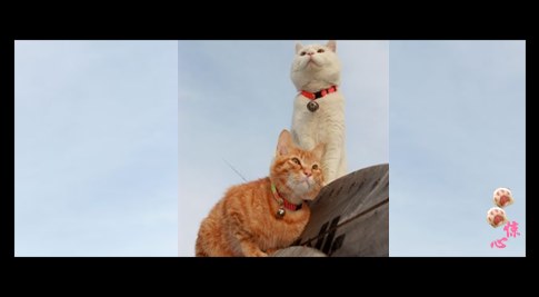 貓叔版步步驚心連續劇 人類已經阻止不了貓叔爆萌了