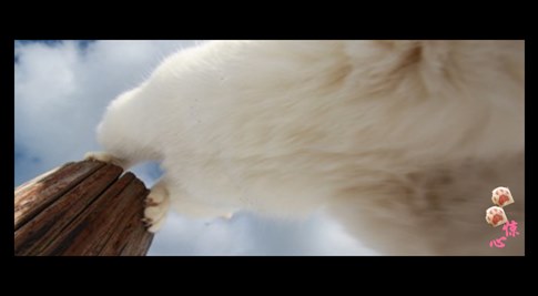 貓叔版步步驚心連續(xù)劇 人類已經(jīng)阻止不了貓叔爆萌了