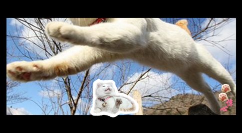 貓叔版步步驚心連續劇 人類已經阻止不了貓叔爆萌了