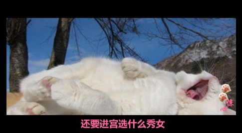 貓叔版步步驚心連續劇 人類已經阻止不了貓叔爆萌了