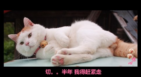 貓叔版步步驚心連續劇 人類已經阻止不了貓叔爆萌了