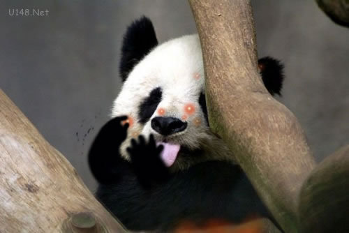 吐舌頭賣萌熊貓 各種PS版本各種歡樂