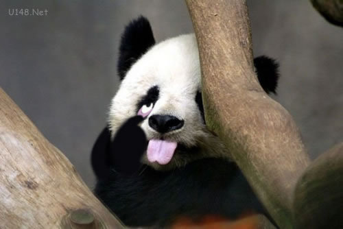 吐舌頭賣萌熊貓 各種PS版本各種歡樂