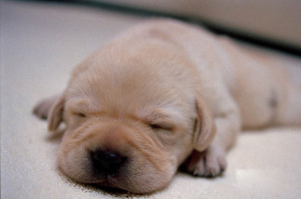 盤點30只最讓人難忘狗狗角色：萌度絕不輸俊介