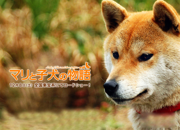 盤點30只最讓人難忘狗狗角色：萌度絕不輸俊介