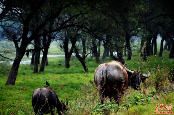 保護(hù)母親河之湘江如畫