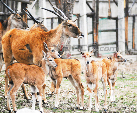 秦嶺野生動物園大羚羊扎堆生寶寶增景觀