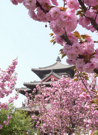 青龍寺櫻花:千年滄桑中那點(diǎn)櫻紅