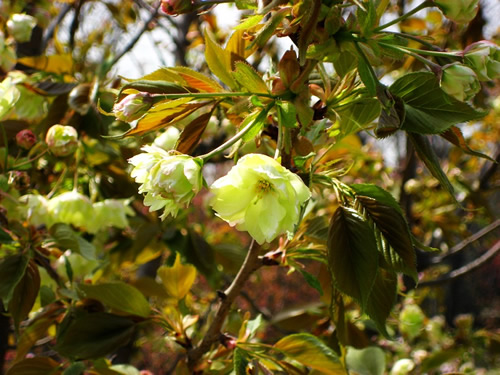 青龍寺櫻花：千年滄桑中那點櫻紅