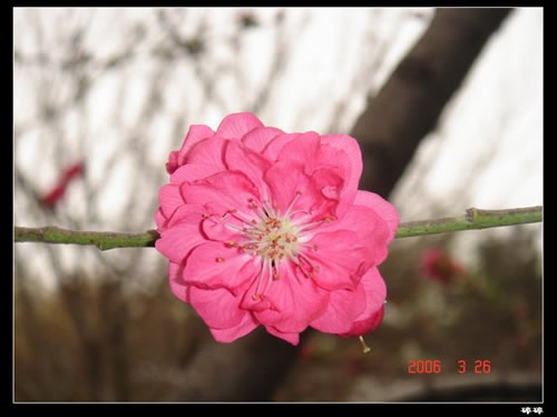 青龍寺櫻花：千年滄桑中那點櫻紅