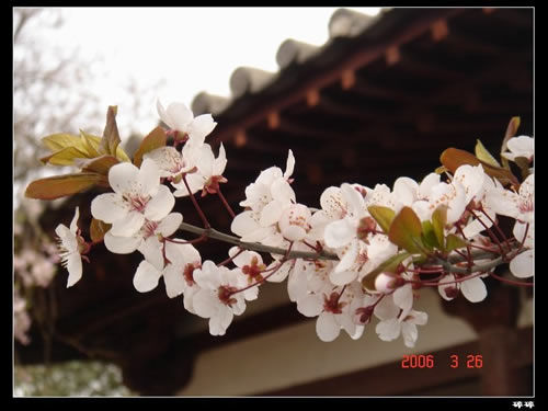 青龍寺櫻花：千年滄桑中那點櫻紅