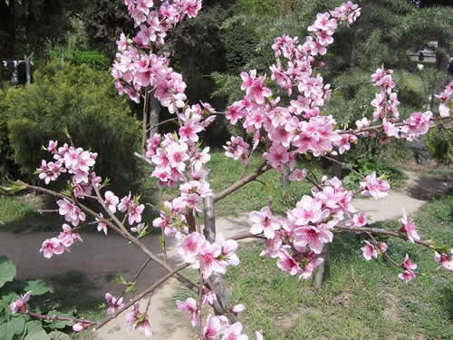 青龍寺櫻花：千年滄桑中那點櫻紅