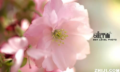 青龍寺櫻花：千年滄桑中那點櫻紅