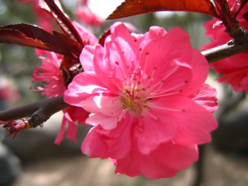 青龍寺櫻花：千年滄桑中那點櫻紅