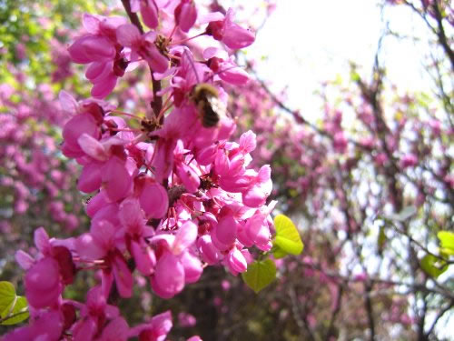 青龍寺櫻花：千年滄桑中那點櫻紅