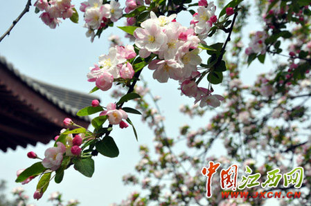 尋秦掠影：近看長(zhǎng)安花（組圖）