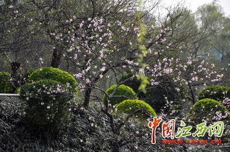 尋秦掠影：近看長(zhǎng)安花（組圖）