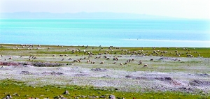 最美時節騎行青海湖 懷舊洛賓曲