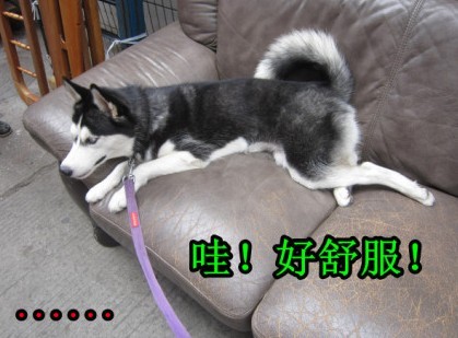 呆萌哈士奇網絡爆紅 囧表情加設計對白笑翻網友