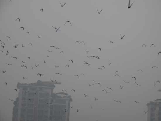 端午劃龍舟等水上民俗活動助興內(nèi)江中美澳藝術(shù)滑水決賽