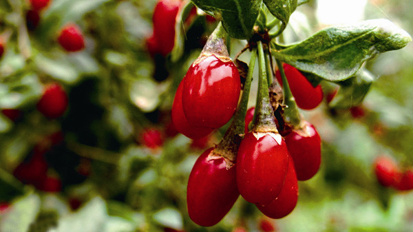 中衛紅色名片----枸杞