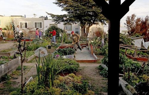 舊金山華裔種特色蔬菜自給自足 社區菜園走紅(圖)