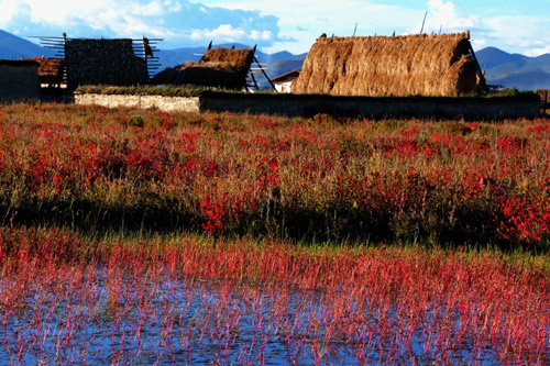 云南迪慶藏族自治州州長：努力打造發展和諧生態香格里拉