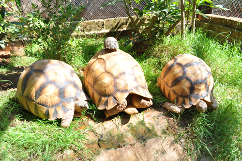 陸龜之王“安哥洛卡”登陸昆明[圖]