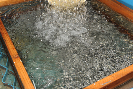 中華鱘全人工繁殖取得成功