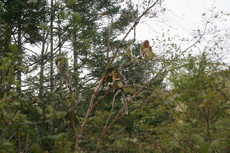 神農(nóng)架金絲猴科研觀賞成國內靈長類生態(tài)旅游典范