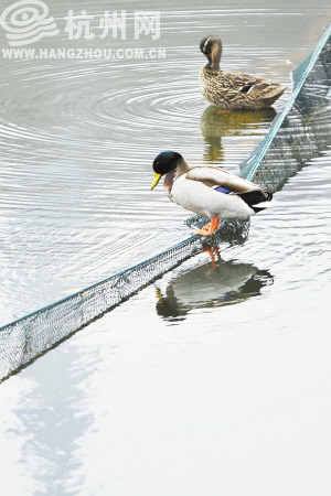 西湖水質好轉 水體富營養化程度也在減輕
