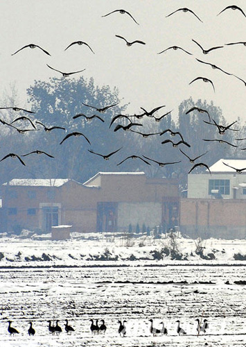 黃河又見(jiàn)雁歸來(lái)