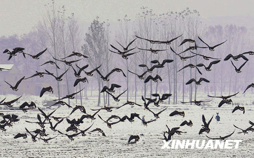 黃河又見(jiàn)雁歸來(lái)