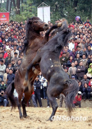 廣西融水萬人歡度斗馬節