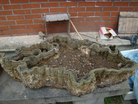 興文:這個(gè)“花盆”好奇特(圖)