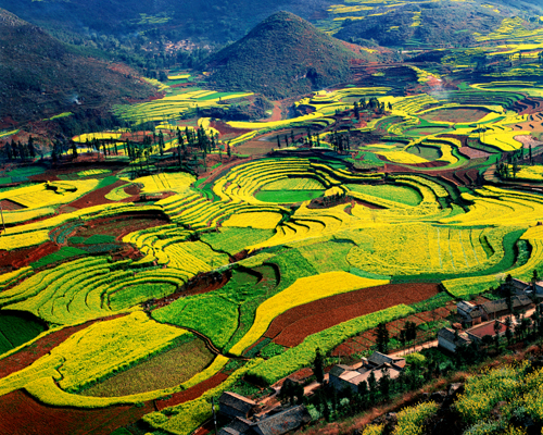 油菜花海：世界最大的自然天成花園