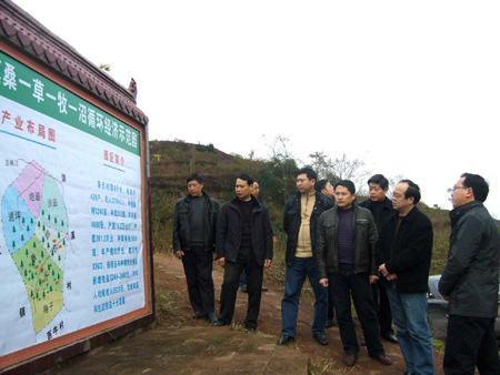 宜賓復龍：“桑草牧沼”巧循環每畝增收3000元