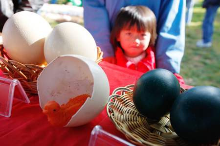 云南野生動物園：狒狒馬來熊玩尋蛋游戲
